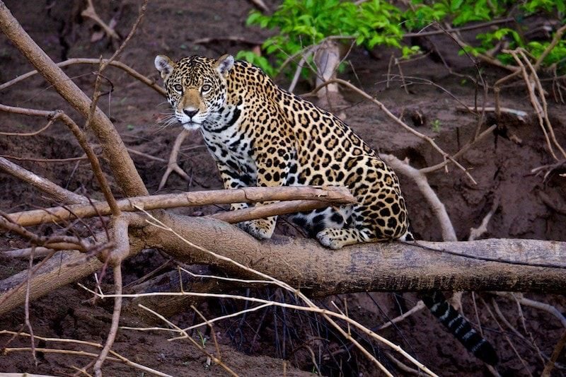 A jaguar on a fallen log in the jungle