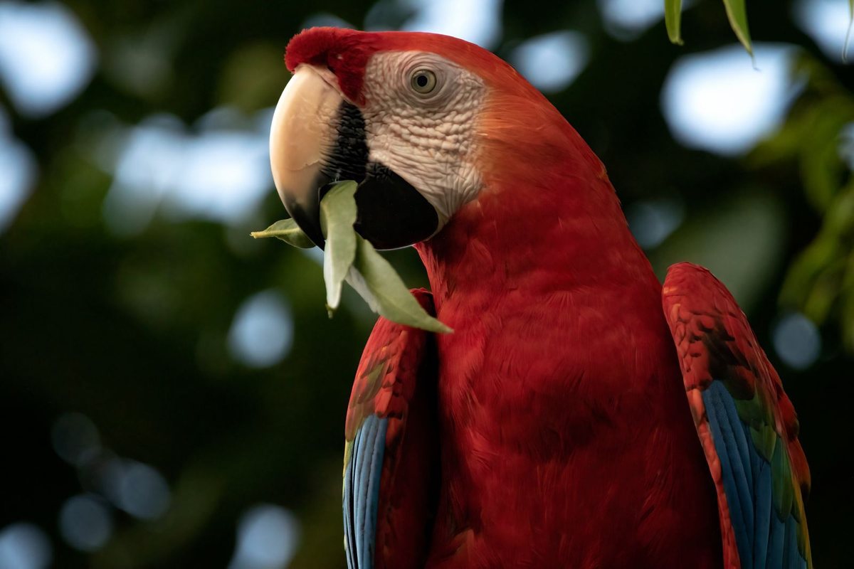 A scarlet macaw among the foliage