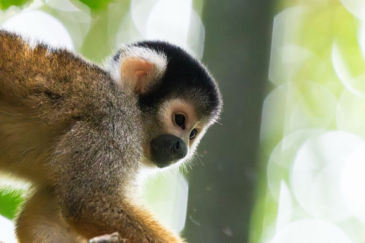 A squirrel monkey in the treetops