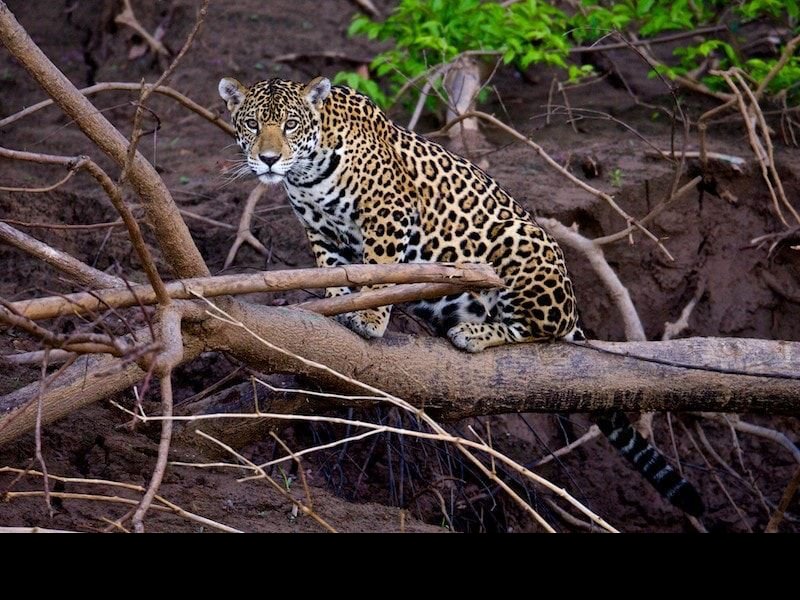 A jaguar on a log in the jungle
